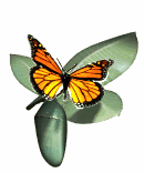 Ganesh butterfly